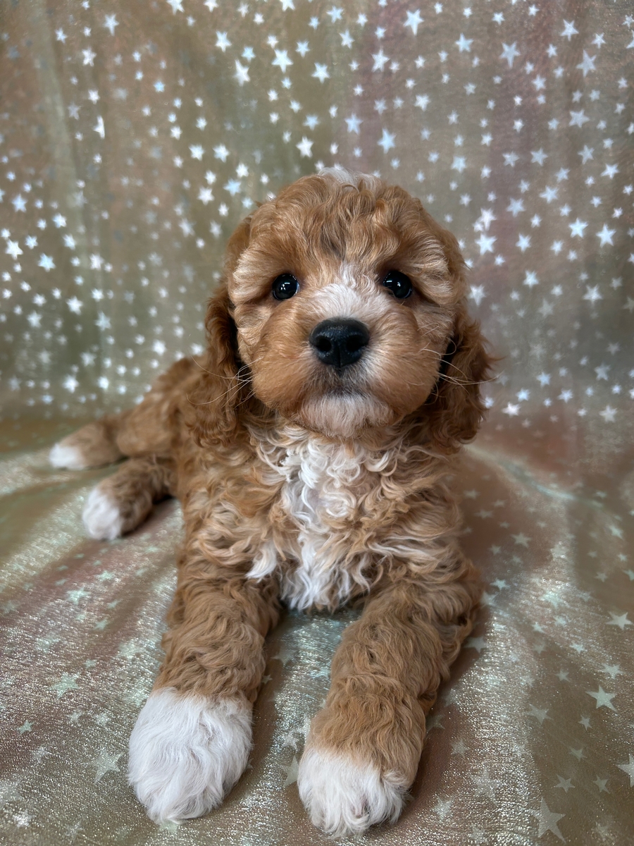 Female F1b Cockapoo Puppy for Sale DOB 1-28-2025 $950